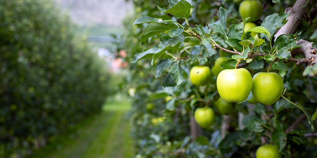 italian apples