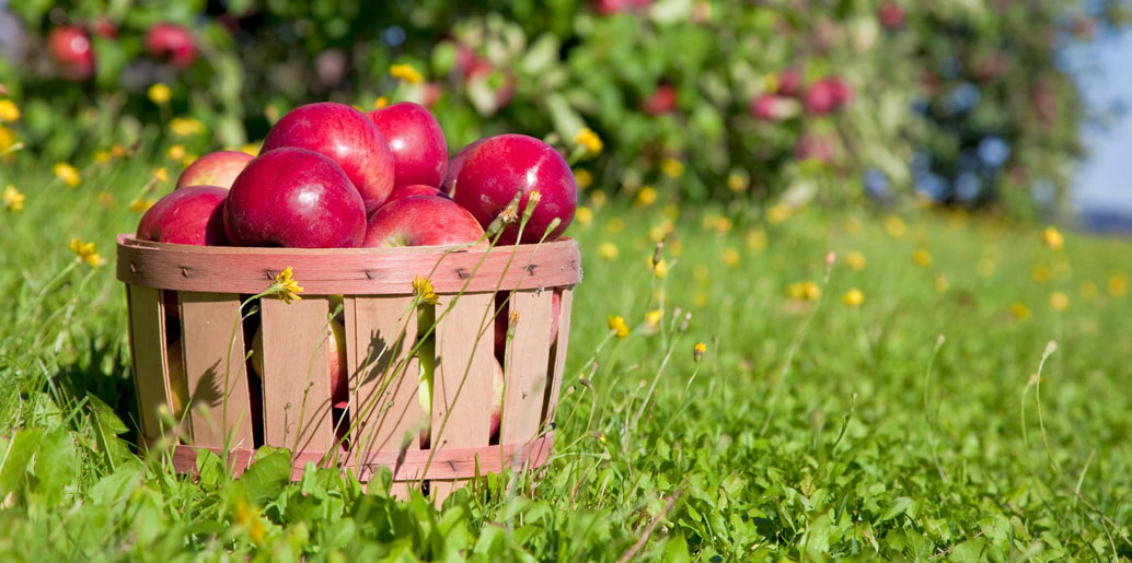 italian apples