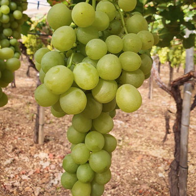 white seedless grape italia