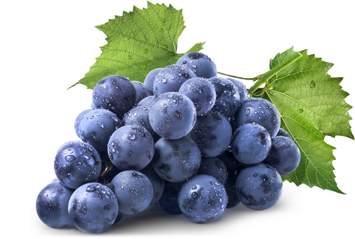 seedless and seeded italian grape export
