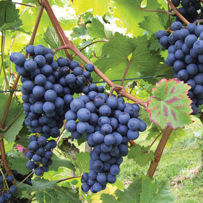 black seedless grape adora