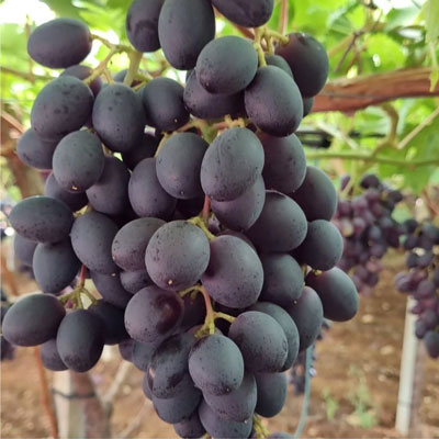 black seedless grape arra 32