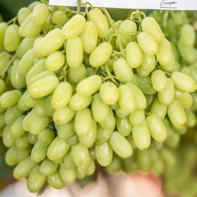 white seedless grape arra 30