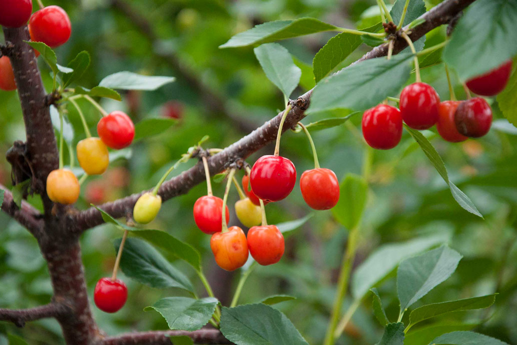 italian cherries export