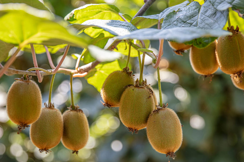 italian kiwi export