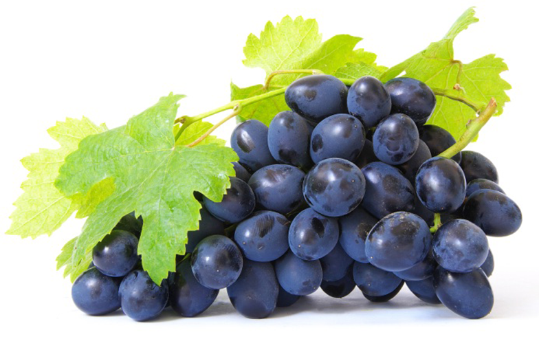 italian grapes export